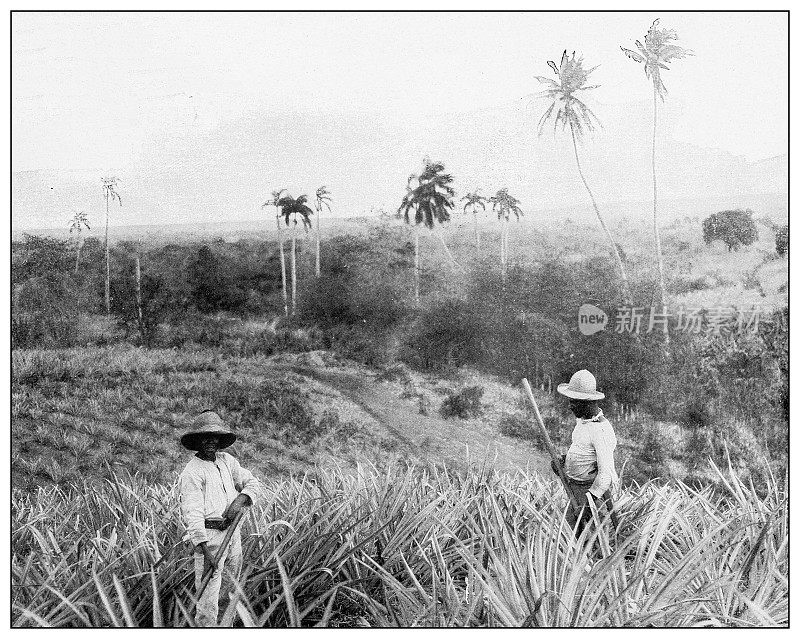 古董黑白照片:菠萝种植园，圣菲，Isla de la尤文图斯德